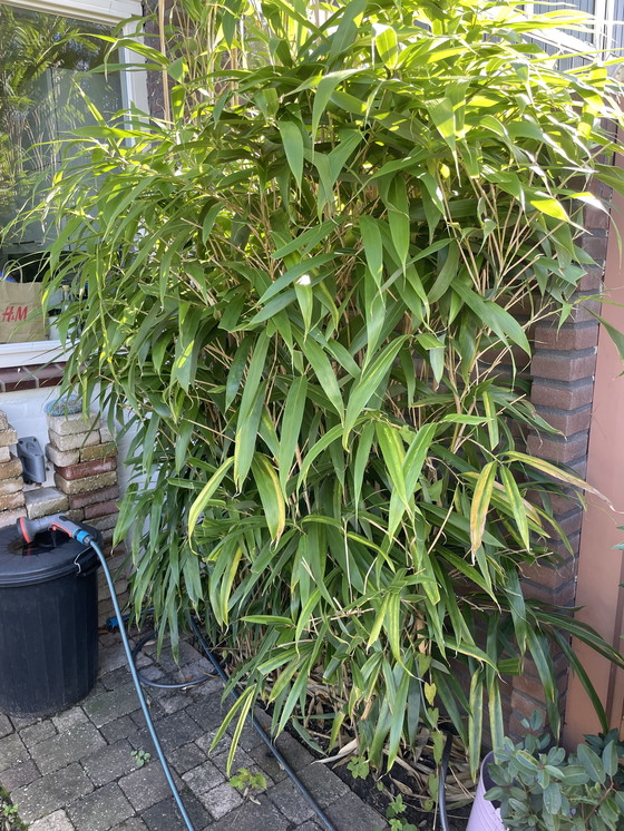 Image 1 of Bamboo