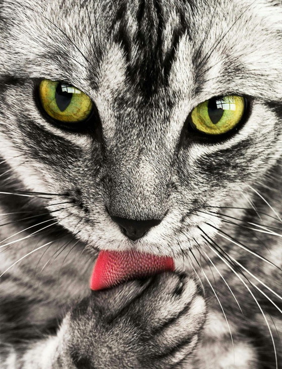 Image 1 of Ontwerp-test