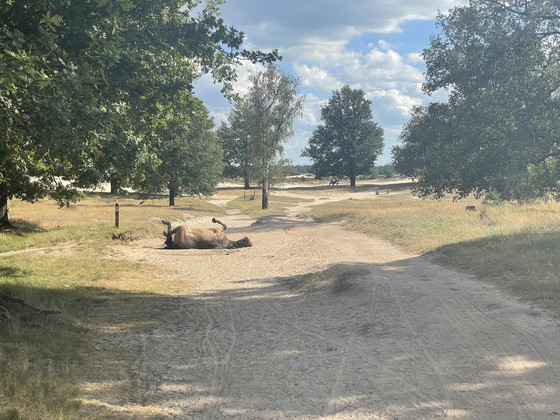 Image 1 of Arco Horses Loungesets - Mint Messing