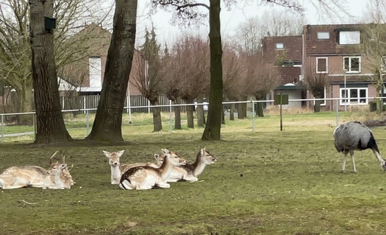 Image 1 of Dieren