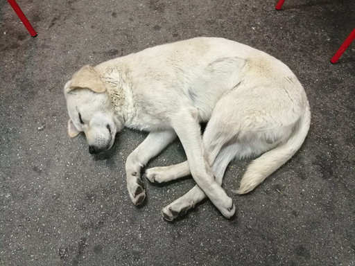 Kleine kunst