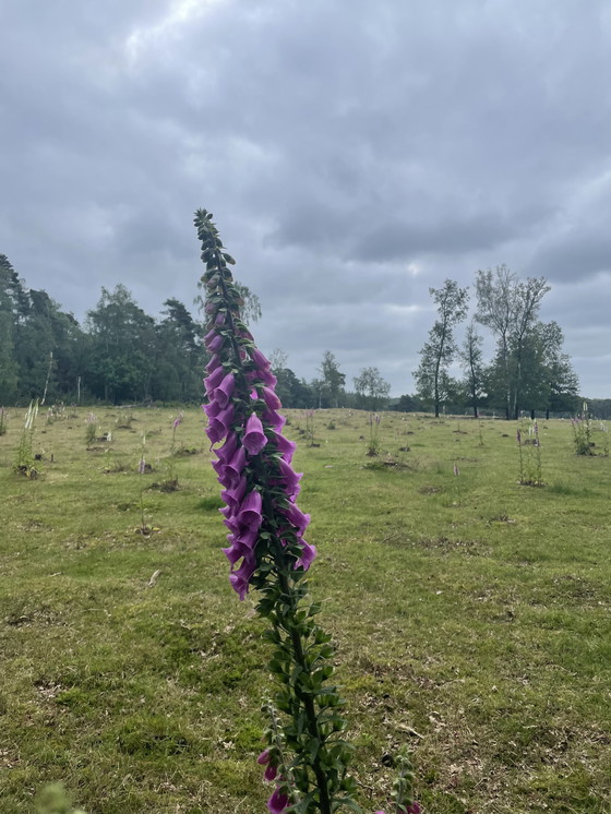 Image 1 of Amerongse Bank