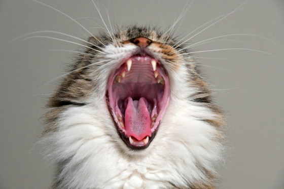 Image 1 of Katten kunst