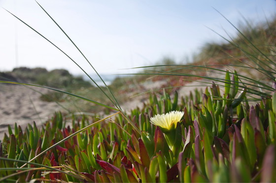 Image 1 of Midden