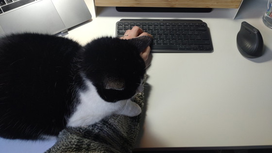 Image 1 of Cats and a Guinea Pig