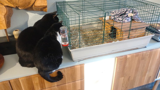 Cats and a Guinea Pig