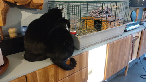 Cats and a Guinea Pig