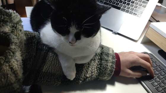 Image 1 of Cats and a Guinea Pig