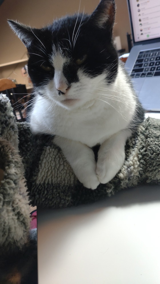 Image 1 of Cats and a Guinea Pig