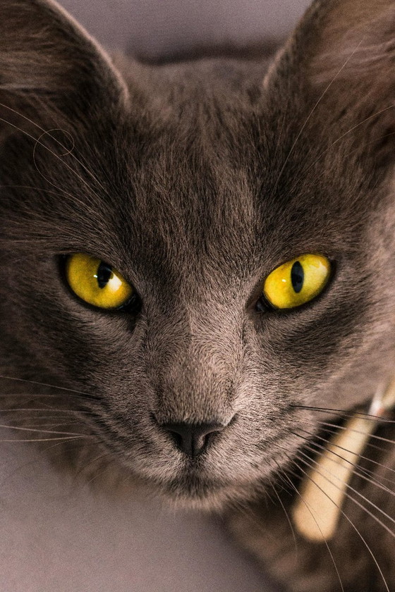 Image 1 of Cats posters from Vladimir [SELLER]