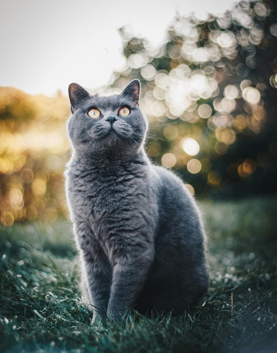 Image 1 of Cats posters from Vladimir [SELLER]