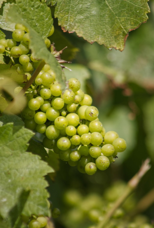 Throne of Grapes