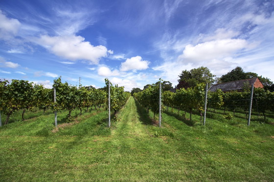 Image 1 of Throne of Grapes