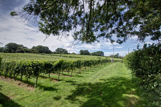 Image 1 of Throne of Grapes