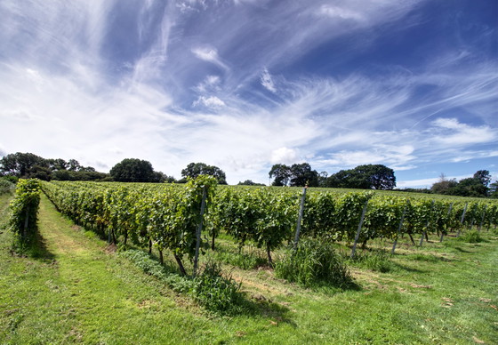 Image 1 of Throne of Grapes