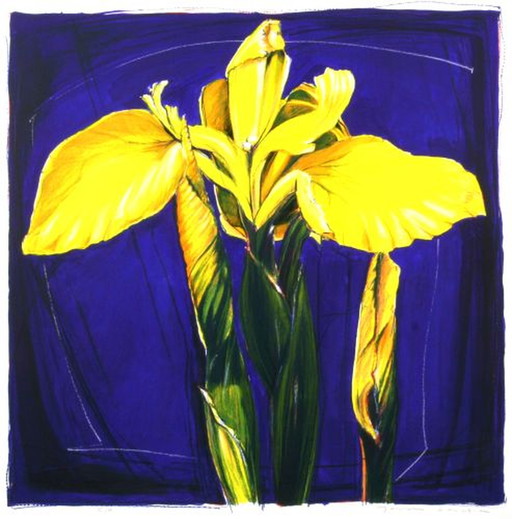 Yellow irises /125