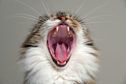 Cats with bidding for Dieke