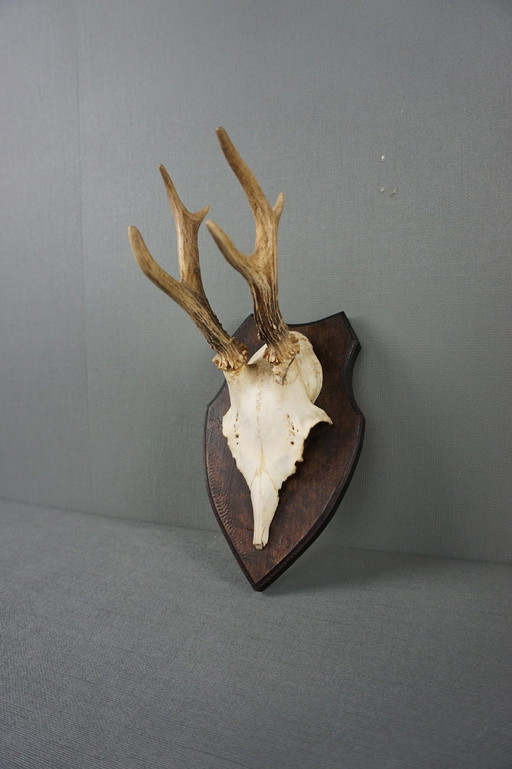 Deer antlers with skull on shield