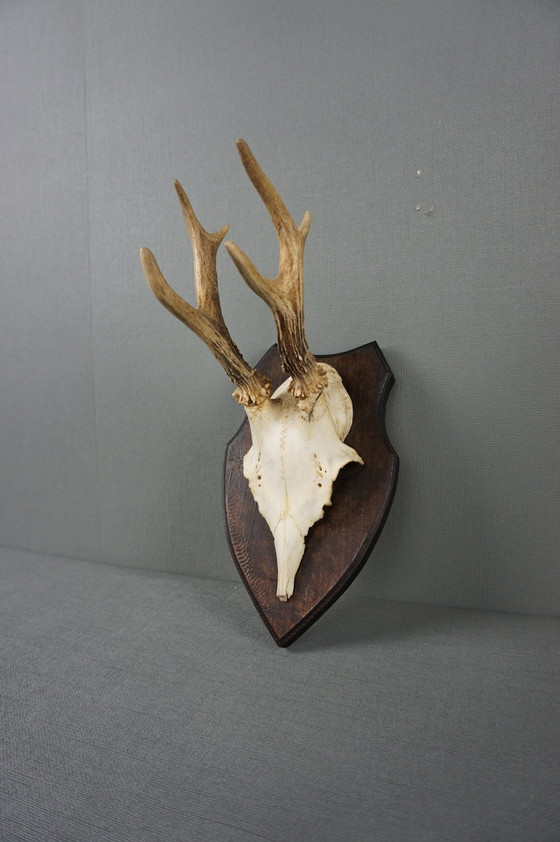 Image 1 of Deer antlers with skull on shield