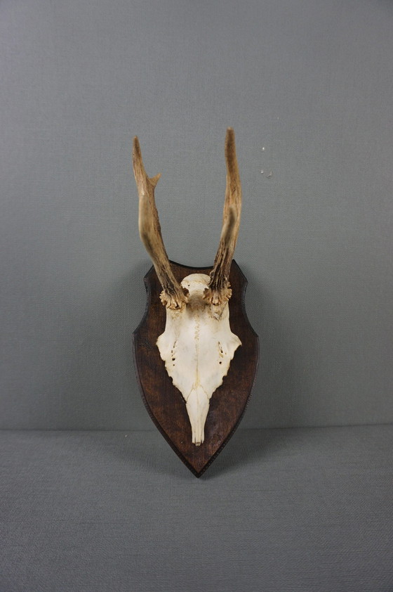 Image 1 of Deer antlers with skull on shield