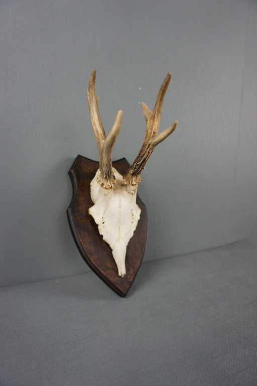 Deer antlers with skull on shield