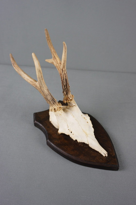 Image 1 of Deer antlers with skull on shield