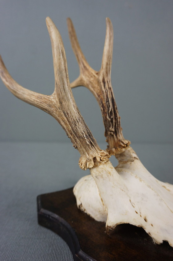 Image 1 of Deer antlers with skull on shield