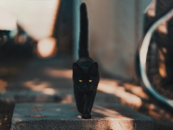 Image 1 of Cats art