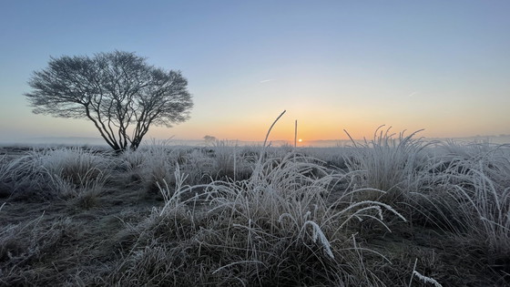 Image 1 of Arbre