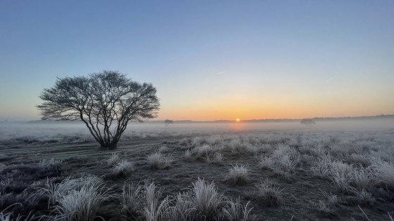 Image 1 of Arbre