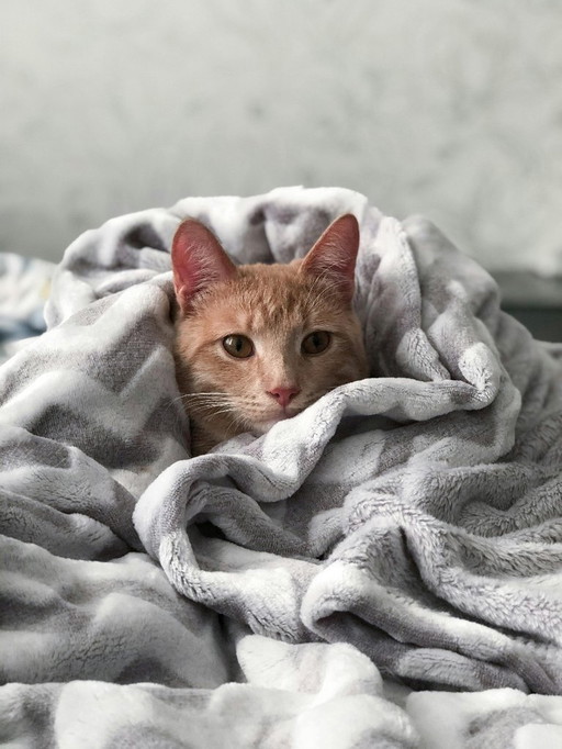 Affiches de chats de Vladimir [VENDEUR]