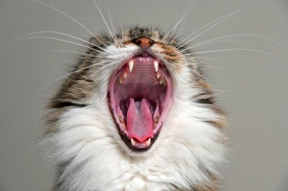 Image 1 of Affiches de chats de Vladimir [VENDEUR]