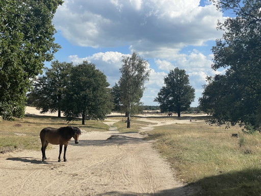Ensembles de salon Arco Horses - Laiton menthe