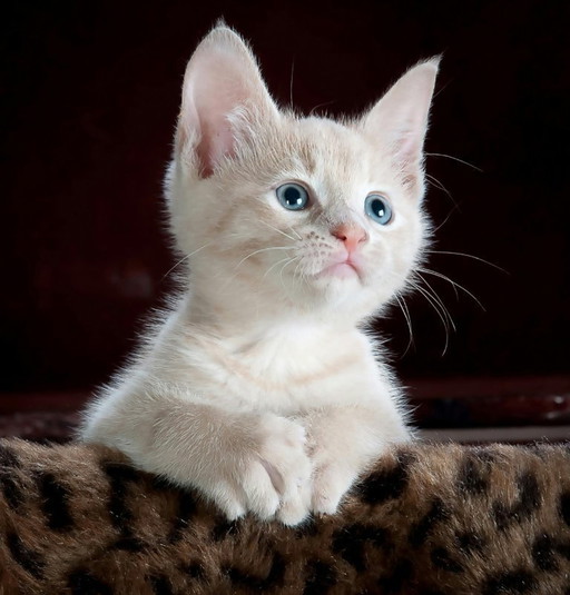 Art des chats