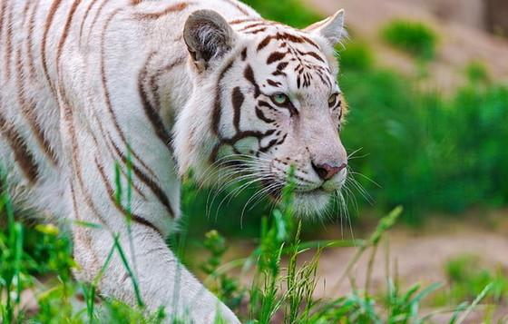 Image 1 of Bid modal langer Produktname Test Test Test wwwwww Test Test Test