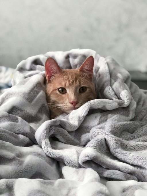 Katzen Kunst