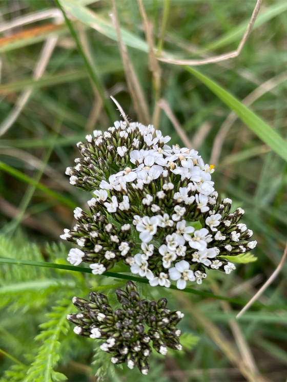 Image 1 of Prüfen
